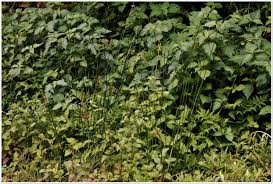 Image result for Juncus lomatophyllus