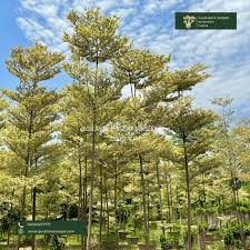Image result for Terminalia mantaly