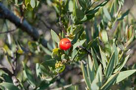 Image result for Osyris