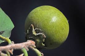 Image result for Diospyros mespiliformis