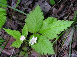 Image result for Rubus