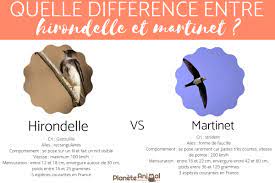 Rendre vos projets techniquement fiables à des coûts maîtrisés par l'apport de notre expertise dans les études, la précision des. Quelle Difference Entre Une Hirondelle Et Un Martinet