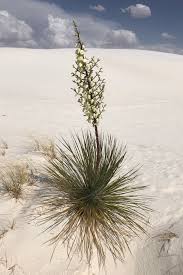 Image result for Yucca