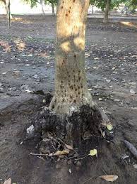 Crown Gall A Vexing Issue For Walnut Growers West Coast Nut