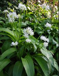The harris seeds team includes local growers and garden enthusiasts, whose invaluable knowledge and expertise allow us to better serve you. True European Ramsons Wild Bear S Garlic Allium Ursinum 50 Seeds Wild Garlic Plant Wild Plants White Perennials