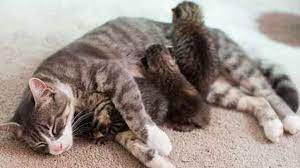 Maybe you would like to learn more about one of these? 8 Cara Agar Induk Kucing Mau Menyusui Anaknya Arenahewan Com