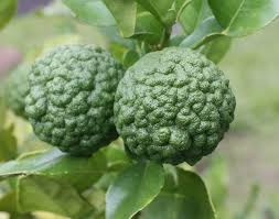 Pin On Exotic Fruits