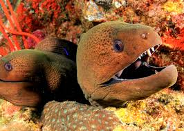 In 1987, lampreys and the cobra moray hydrofoil were discontinued. Marine Species Moray Eels Scuba Diver Life