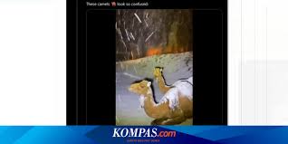 To obtain a camel mount you must get your reputation with ramkahen all the way to exalted, whichafter you will be able to purchase the camels from ramkahen quatermaster for a fee. Camel Viral Video Called Confusion With Snow In Saudi Arabia Netral News