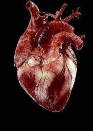 Human Heart Drawing Human Heart Anatomy Human Heart