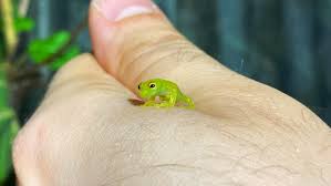 Image result for glass frog