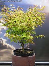 Acer Palmatum Golden Treasure Br Aceraceae Ahorn Baumgarten Pflanzen Baumschule