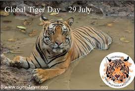 Living With Wild Tigers Tigers4ever Is Giving Wild Tigers A Wild Future