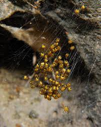 We did not find results for: Orb Weaver Spiderlings Curbstone Valley