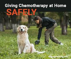 As many already know, these cancers come in different grades (1, 2 and 3). Giving Your Dog Chemotherapy At Home Safely Dog Cancer Blog