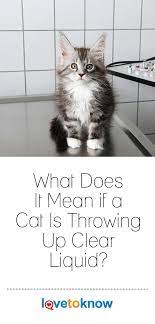 What Does It Mean If A Cat Is Throwing Up Clear Liquid Cats Sick Cat Cat Health