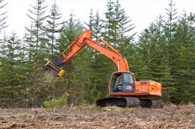 refilling the carbon sink biographic