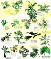 It was released on may 31, 2016, and is currently sold at treetop gardens. Grow Tropical Palms At Home Organic Gardening Mother Earth News