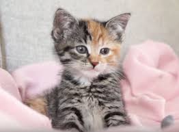 I'm a sweet 9 week old boy. Little Maci The 6 Weeks Old Kitten Who Survived The Life Threatening Disease Bored Panda
