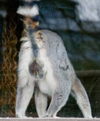 Edinburgh Zoo (Lemur Porn) | Edinburgh Zoo | Trossachs Photography | Flickr