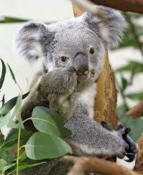 Anneye Opucuk Goruntuler Ile Cok Sirin Hayvanlar Hayvan Bebekler Koalas