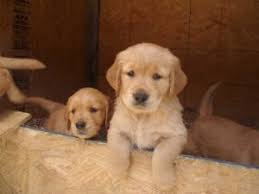 The golden retriever, some portion of the donning gathering of dogs, was initially reared as a chasing partner for recovering waterfowl, and keeps on being a standout amongst the most mainstream family puppies in the united. Golden Retriever Puppies In Alabama