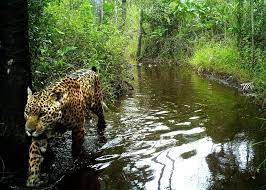 North american governments adopt policies that ensure the protection of restored wildlife habitat and connectivity at a landscape scale. Jaguar Species In World Land Trust Reserves