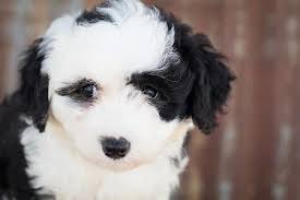 Check spelling or type a new query. Sheepadoodle Temperament Personality Health More