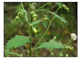 Image result for Blumea