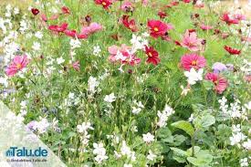 Ein naturnaher garten bedeutet nicht, dass sie ihren traumgarten mit exotischen blumen und im anderen, vielleicht eher abgelegenen teil des gartens können sie naturnahe pflanzbeete anlegen. Naturgarten Anlegen Naturnah Lebensfreundlich Gut Talu De