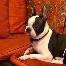 Z Gdanska Rodem Boston Terrier Boston Terrier Puppies Janesv Bostonterrierlove Puppylove Dogcaretips