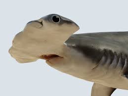Hammerhead Shark Rigged And Animated For Cinema 4d 3d Model 3d Model Cinema 4d Animation Hammerhead Shark