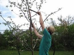 Image result for pruning plum trees