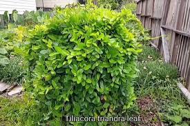 Image result for Tiliacora