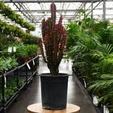 Image result for Euphorbia rubriflora