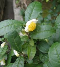 Image result for Camellia sinensis