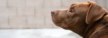 Paws and prayers requires a surrender fee to help cover the costs of supplies and medical care of your pet. Surrendering Your Pet