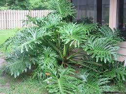 Philodendron Hope Tropical Plant Ebay Plants Philodendron Plant Big Leaf Plants