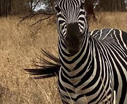 Lovebird Safaris Limited