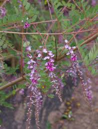 Image result for Indigofera lydenburgensis