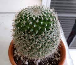 Growing cactus doesn't have to be a difficult task, especially if you decide to grow the pincushion cactus. My Cactus Is Starting To Grow Back Some Of Its Fuzz And Spines Where It Used To Have Faux Flowers Glued Onto It Succulents