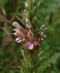 Image result for Orobanchaceae