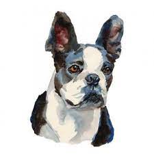 The Boston Terrier Dog Brush Effect Watercolor Illustration Sketch Png Transparent Clipart Image And Psd File For Free Download Boston Terrier Boston Terrier Dog Dog Brushing