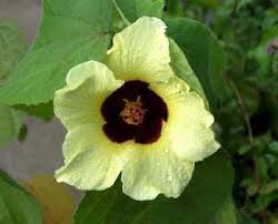 Image result for Hibiscus calyphyllus