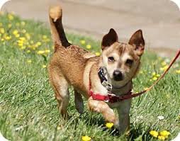 Black And Tan Shiba Inu Dachshund Mix Adopt A Pet Elijah San Francisco Ca Shiba Inu Dachshund Mix Pets Shiba Inu Dachshund Mix