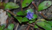 Image result for Cyanotis caespitosa