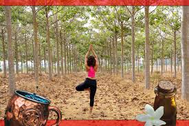 Check spelling or type a new query. The Ultimate Yogi Morning Routine 20 Habits For A Happy Day Unfold
