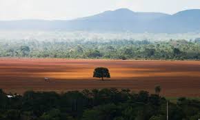 Produção de soja já ocupa 10% do Cerrado brasileiro, aponta o MapBiomas –  Sustentabilidade – CartaCapital