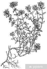 Maybe you would like to learn more about one of these? Thyn Dessin Thyn Dessin 14 Idees De Herbes Herbe Impressions