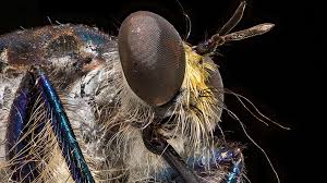 Midges are found all over the world, typically in coastal areas, swamps, and marshy regions. Flies Midges And Fleas Wall Street International Magazine